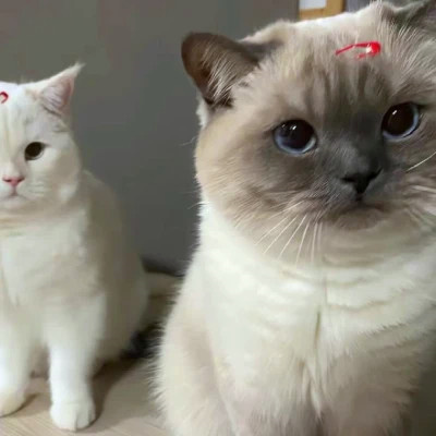 双人猫狗高清动物情侣头像图片大全 一对两张配合可爱的动物情头