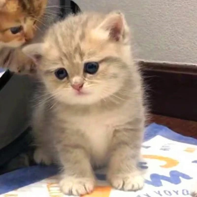 双人猫狗高清动物情侣头像图片大全 一对两张配合可爱的动物情头