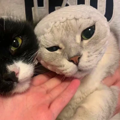 双人猫狗高清动物情侣头像图片大全 一对两张配合可爱的动物情头