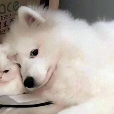 双人猫狗高清动物情侣头像图片大全 一对两张配合可爱的动物情头
