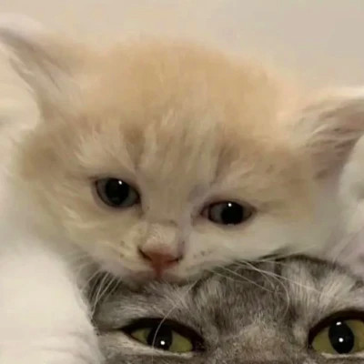 双人猫狗高清动物情侣头像图片大全 一对两张配合可爱的动物情头