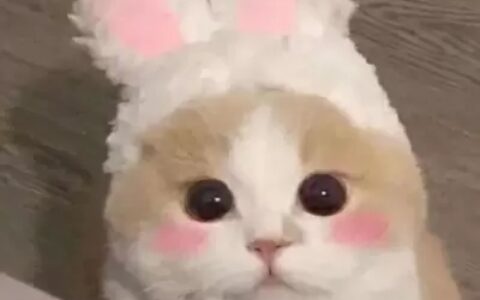最新萌猫咪头像可爱搞怪 最新超级可爱又很萌的猫咪头像大全