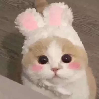 最新萌猫咪头像可爱搞怪 最新超级可爱又很萌的猫咪头像大全