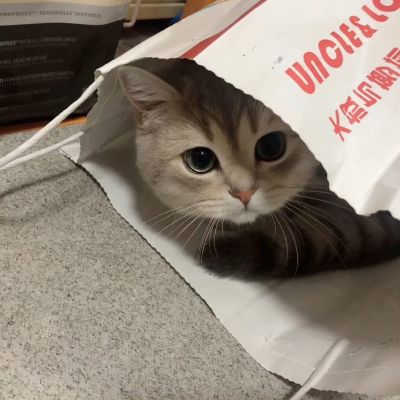 最新萌猫咪头像可爱搞怪 最新超级可爱又很萌的猫咪头像大全