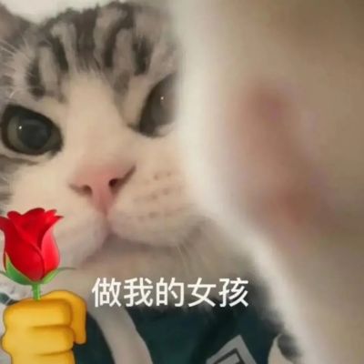 最新萌猫咪头像可爱搞怪 最新超级可爱又很萌的猫咪头像大全