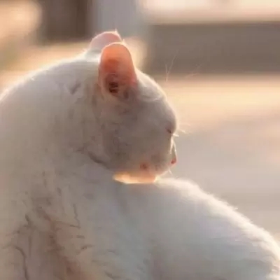 最新萌猫咪头像可爱搞怪 最新超级可爱又很萌的猫咪头像大全