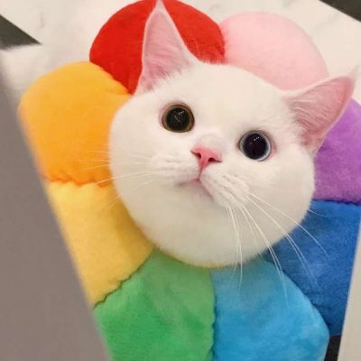 最新萌猫咪头像可爱搞怪 最新超级可爱又很萌的猫咪头像大全