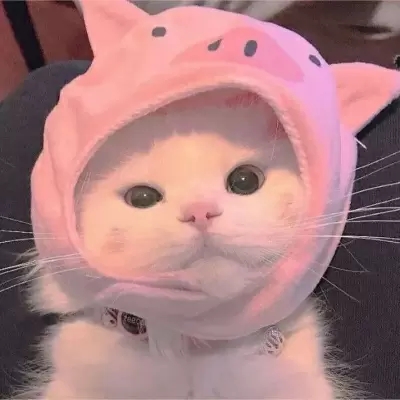最新萌猫咪头像可爱搞怪 最新超级可爱又很萌的猫咪头像大全