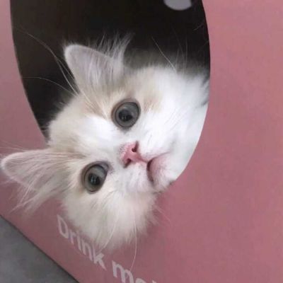 最新萌猫咪头像可爱搞怪 最新超级可爱又很萌的猫咪头像大全