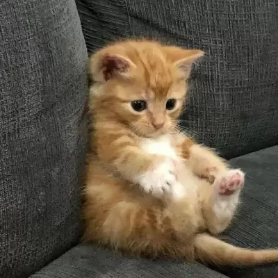 最新萌猫咪头像可爱搞怪 最新超级可爱又很萌的猫咪头像大全