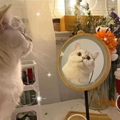 最新萌猫咪头像可爱搞怪 最新超级可爱又很萌的猫咪头像大全