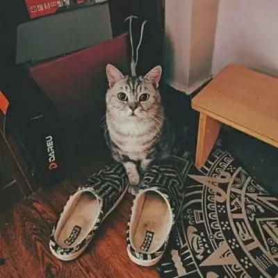 最新萌猫咪头像可爱搞怪 最新超级可爱又很萌的猫咪头像大全