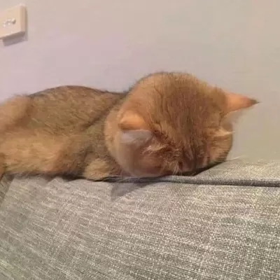 最新萌猫咪头像可爱搞怪 最新超级可爱又很萌的猫咪头像大全