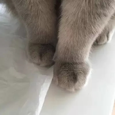 最新萌猫咪头像可爱搞怪 最新超级可爱又很萌的猫咪头像大全