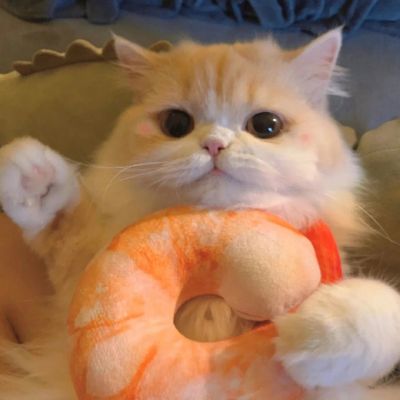 最新萌猫咪头像可爱搞怪 最新超级可爱又很萌的猫咪头像大全