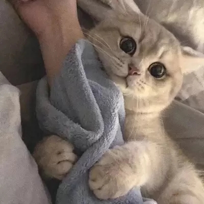 最新萌猫咪头像可爱搞怪 最新超级可爱又很萌的猫咪头像大全