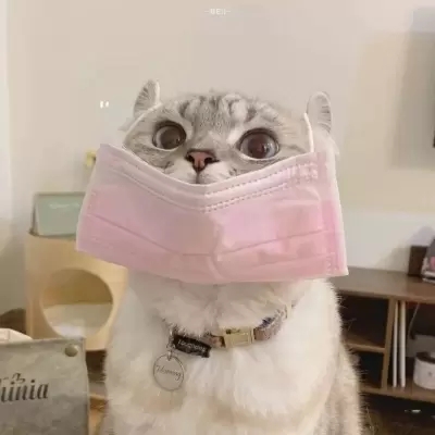 超可爱的很个性超级萌的猫头像 最新版萌宠超级有个性的猫头像