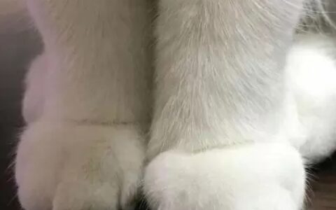 超可爱的很个性超级萌的猫头像 最新版萌宠超级有个性的猫头像