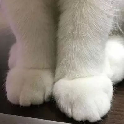 超可爱的很个性超级萌的猫头像 最新版萌宠超级有个性的猫头像