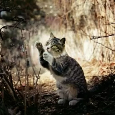 超可爱的很个性超级萌的猫头像 最新版萌宠超级有个性的猫头像