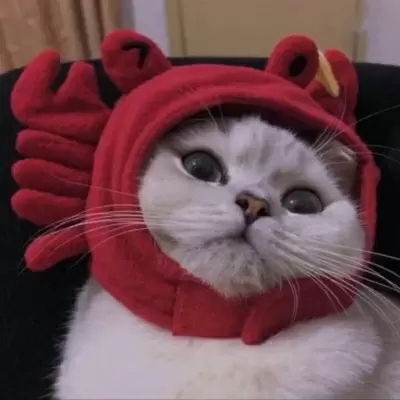 超可爱的很个性超级萌的猫头像 最新版萌宠超级有个性的猫头像
