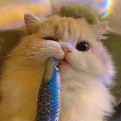 超可爱的很个性超级萌的猫头像 最新版萌宠超级有个性的猫头像