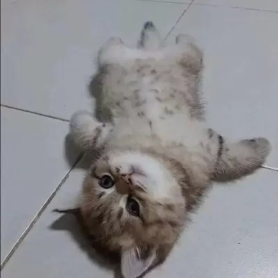 超可爱的很个性超级萌的猫头像 最新版萌宠超级有个性的猫头像