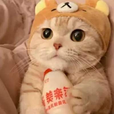 超可爱的很个性超级萌的猫头像 最新版萌宠超级有个性的猫头像