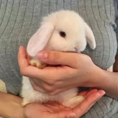 超可爱的很个性超级萌的猫头像 最新版萌宠超级有个性的猫头像