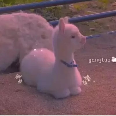 超可爱的很个性超级萌的猫头像 最新版萌宠超级有个性的猫头像