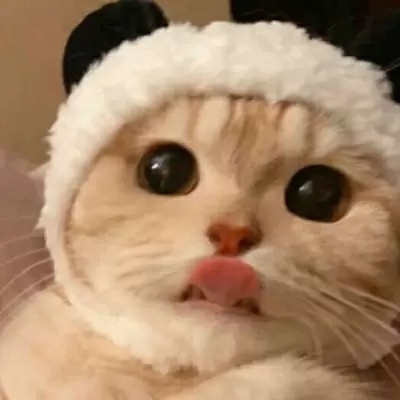 超可爱的很个性超级萌的猫头像 最新版萌宠超级有个性的猫头像