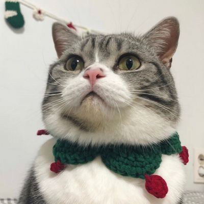 超可爱的很个性超级萌的猫头像 最新版萌宠超级有个性的猫头像