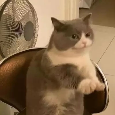 超可爱的很个性超级萌的猫头像 最新版萌宠超级有个性的猫头像