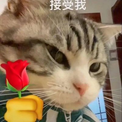 超可爱的很个性超级萌的猫头像 最新版萌宠超级有个性的猫头像