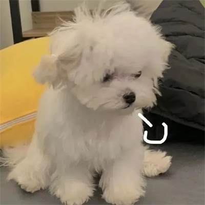 可爱的叹气伤心小动物头像图片 狗狗哭哭流泪emo微信头像图片高清