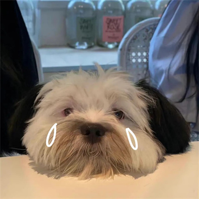 可爱的叹气伤心小动物头像图片 狗狗哭哭流泪emo微信头像图片高清