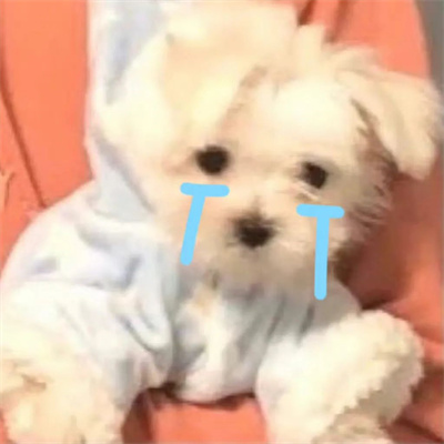 可爱的叹气伤心小动物头像图片 狗狗哭哭流泪emo微信头像图片高清
