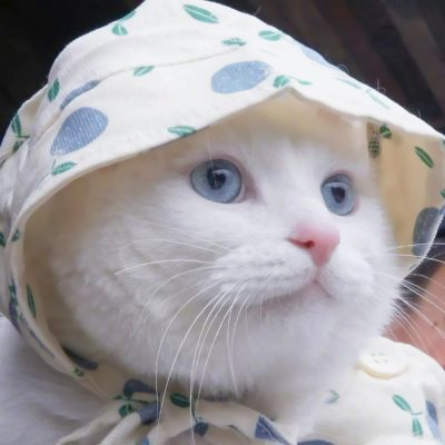 可爱到爆的猫咪微信头像 充满高级感的可爱治愈猫咪头像图片
