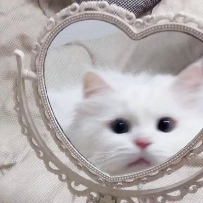 可爱到爆的猫咪微信头像 充满高级感的可爱治愈猫咪头像图片