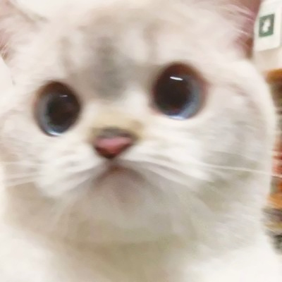 可爱到爆的猫咪微信头像 充满高级感的可爱治愈猫咪头像图片