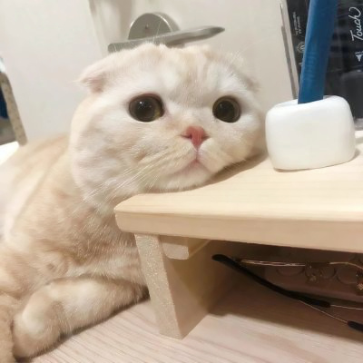 可爱到爆的猫咪微信头像 充满高级感的可爱治愈猫咪头像图片