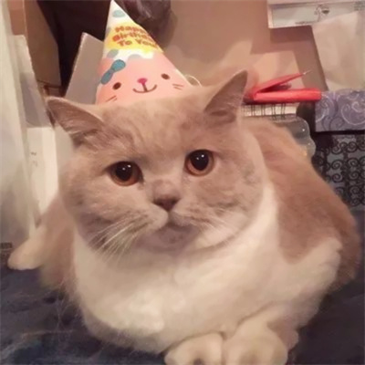 可爱到爆的猫咪微信头像 充满高级感的可爱治愈猫咪头像图片