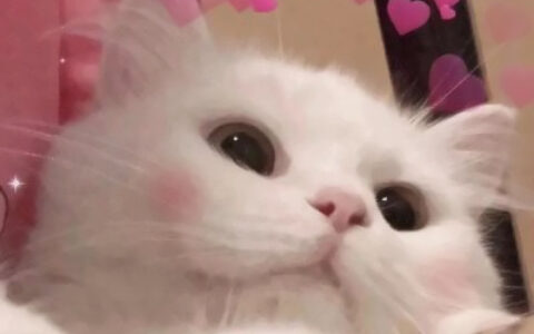 可爱到爆的猫咪微信头像 充满高级感的可爱治愈猫咪头像图片