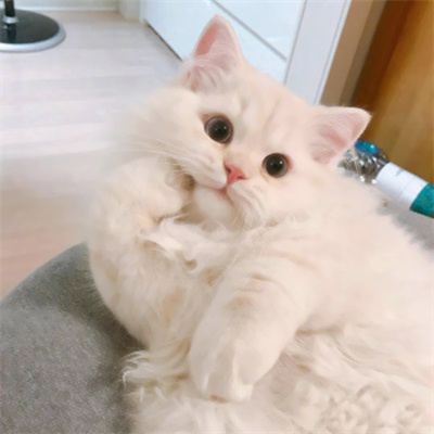 可爱到爆的猫咪微信头像 充满高级感的可爱治愈猫咪头像图片