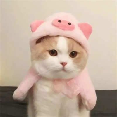 可爱到爆的猫咪微信头像 充满高级感的可爱治愈猫咪头像图片