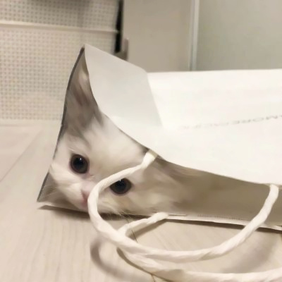 可爱到爆的猫咪微信头像 充满高级感的可爱治愈猫咪头像图片
