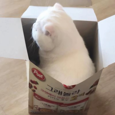 可爱到爆的猫咪微信头像 充满高级感的可爱治愈猫咪头像图片
