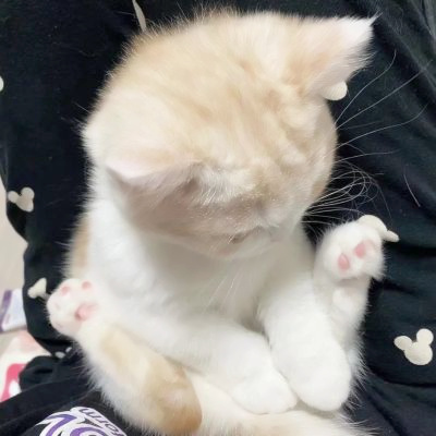 可爱到爆的猫咪微信头像 充满高级感的可爱治愈猫咪头像图片