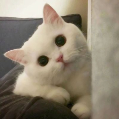 可爱到爆的猫咪微信头像 充满高级感的可爱治愈猫咪头像图片