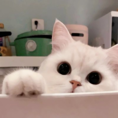 可爱到爆的猫咪微信头像 充满高级感的可爱治愈猫咪头像图片